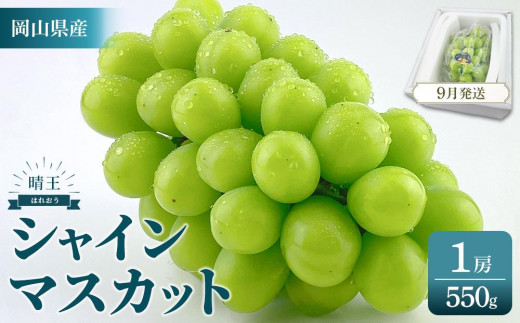 KP17 2025年 先行予約 受付中 シャインマスカット 晴王 1房 約550g　種無し  皮ごと食べる  フレッシュ  旬の美味しさ【岡山県産 種無し 皮ごと食べる みずみずしい 甘い フレッシュ 9月～10月発送 晴れの国 おかやま ぶどう 葡萄 マスカット 果物大国 彩美菜果 岡山県 倉敷市 おすすめ 人気】