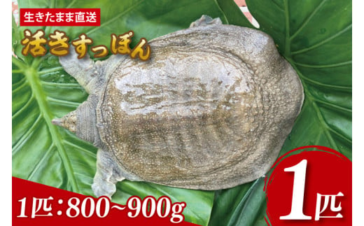 【生きたまま直送】活きすっぽん  1匹  800g～900g｜すっぽん スッポン 養殖 コラーゲン コラーゲンたっぷり 低カロリー 美容 健康 １匹 送料無料 豊見城市産 沖縄県(CS001)