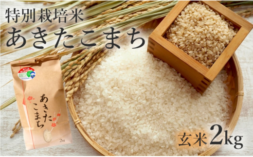 玄米 あきたこまち 2kg 令和7年産 米 こめ お米 おこめ 令和7年 特別栽培米 産地直送 ご飯 ごはん 秋田こまち 秋田 秋田県 能代市 特別栽培 減農薬