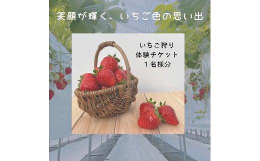 いちご狩り 体験チケット 大人1名様分 食べ放題 苺 優待券 農園 果物 フルーツ 紅ほっぺ 章姫 あきひめ よつぼし さちのか 新鮮 いちご 大粒 食べ比べ 大阪府 松原市