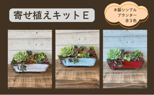 多肉植物 じぶんで植える 多肉 寄せ植えキットE 木製 シンプル プランター 全3色 インテリア 植物 寄せ植え ガーデニング 福岡 小郡市 ：白色