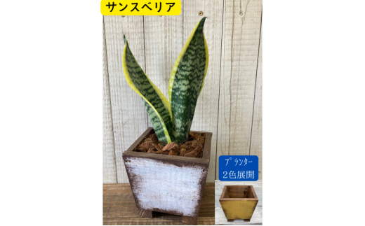 インテリア 植物 サンスベリア プランター 全2色 観葉植物 福岡 小郡市 ：プランター黄色