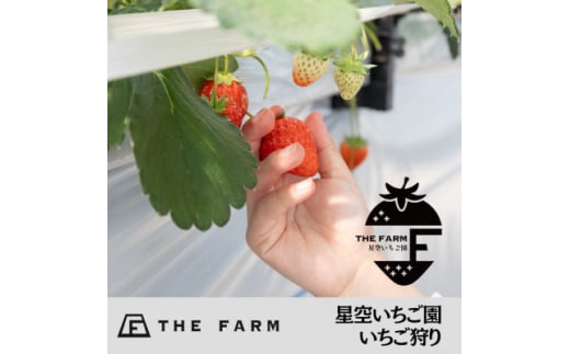 THE FARM星空いちご園　大人ペア収穫体験券【1582913】