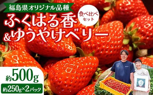 福島県オリジナル品種「ふくはる香」「ゆうやけベリー」食べ比べセット約500g（250g×2パック） いちご イチゴ 苺 福島県 鏡石町 鏡石農遊園 F6Q-227