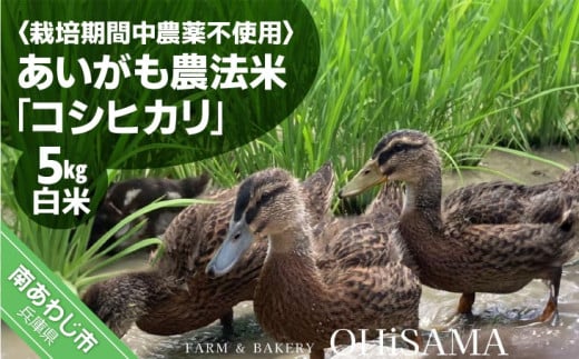 令和6年産　コシヒカリ　５Kg　白米　栽培期間中農薬不使用　あいがも農法米