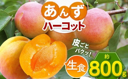 生食用 あんず ハーコット 800g 島田農園 | 果物 あんず 杏 アプリコット 生食 ハーコット 希少 品種 数量 限定 特産品 千曲市 長野県 信州 先行予約 1973842 - 長野県千曲市