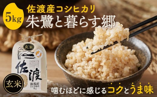 米 玄米 朱鷺と暮らす郷 佐渡産 コシヒカリ ( 5kg ) 【令和6年産】 908887 - 新潟県佐渡市