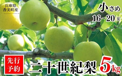 【先行予約】【梨 20世紀梨 香住梨 5kg 秀品（Aランク）小さめ（1玉250g～300gを16～20玉）】大人気 ふるさと納税 おすすめ 返礼品 ランキング 二十世紀梨 シャキシャキの食感 ほどよい甘さとみずみずしさ 日本海に面する梨の本場 香美町で育つ香住梨 一つひとつの糖度を計測 兵庫県 香美町 香住 フルーツ ナシ 贈答品 ギフト 青梨 和梨 国産 JAたじま 16000円 12-09 825239 - 兵庫県香美町