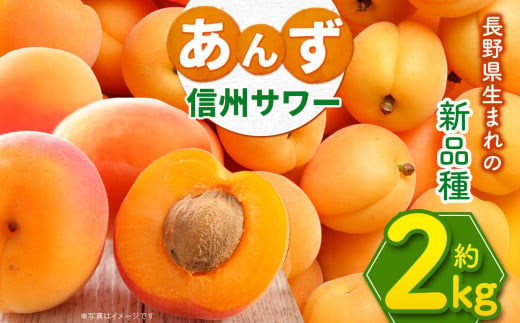 あんず 信州サワー 2kg 島田農園 | 果物 あんず 杏 アプリコット 生食 加工 信州サワー シロップ漬け 果実酒 ジャム 希少 品種 数量 限定 特産品 千曲市 長野県 信州 先行予約 861457 - 長野県千曲市