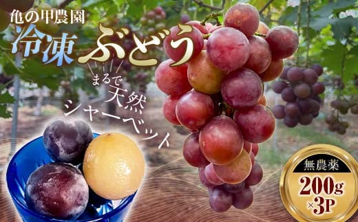 「冷凍ぶどう」200g×3パック（600g） フルーツ ぶどう 葡萄 ブドウ 山口県 山陽小野田市 ふるさと納税 F6L-1074