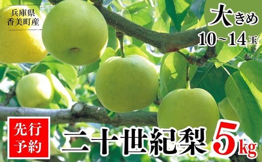 【先行予約】【梨 20世紀梨 香住梨 5kg 秀品（Aランク）大きめ（1玉350g～500gを10～14玉）】大人気 ふるさと納税 おすすめ 返礼品 ランキング 二十世紀梨 シャキシャキの食感 ほどよい甘さとみずみずしさ 日本海に面する梨の本場 香美町で育つ香住梨 一つひとつの糖度を計測 兵庫県 香美町 香住 フルーツ ナシ 贈答品 ギフト 青梨 和梨 国産 JAたじま 16000円 12-05 393826 - 兵庫県香美町