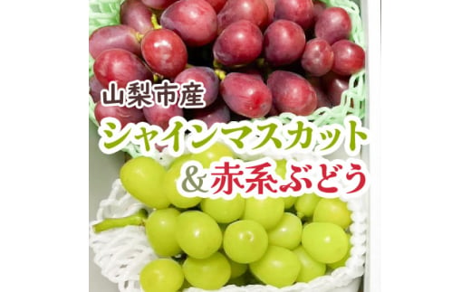 《2025年先行受付》シャインマスカット&赤系ぶどう 各1房(2房合計1kg程度)【1521015】 1391406 - 山梨県山梨市