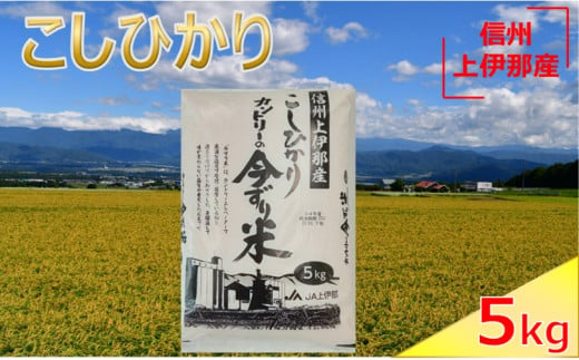 【010-68】　JA上伊那　令和６年産　コシヒカリ　今ずり米　5kg　1袋 1009809 - 長野県伊那市