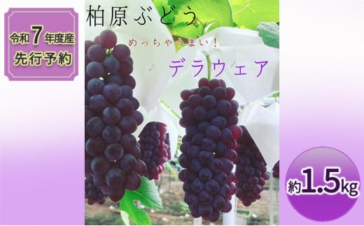 《令和7年度産先行予約》柏原市産デラウェア１箱(約1.5kg)[令和7年7月上旬～下旬発送] 乾のぶどうガーデン柏原ぶどう 1295571 - 大阪府柏原市