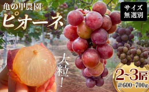 【先行予約・8月下旬以降順次発送】 【農薬・化学肥料不使用】ぶどうの房 2～3房（600～700g） フルーツ ぶどう 葡萄 ブドウ ピオーネ 有機 無農薬 山口県 山陽小野田市 ふるさと納税 F6L-1077 1783080 - 山口県山陽小野田市