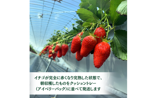 生産者の齋藤さんご夫婦