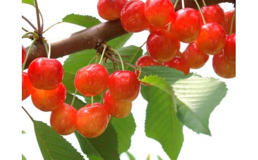 【2025年発送】紅秀峰 約500g×2P（L～2L） 1962336 - 山形県中山町