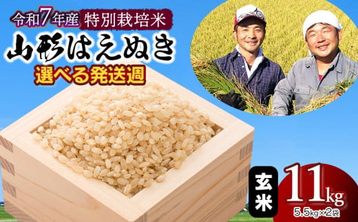 【令和7年産先行予約・発送時期12/1～12/7】特別栽培米 山形はえぬき玄米11kg(5.5kg×2袋)　山形県鶴岡市産　鶴岡ファーマーズ 1973966 - 山形県鶴岡市