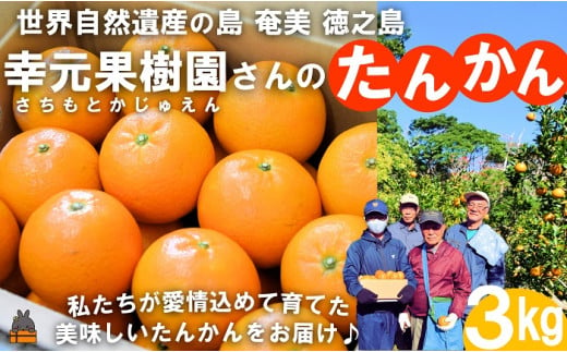 2328 《先行予約》幸元（さちもと）果樹園さんのこだわりのたんかん（3kg） ( タンカン 果物 フルーツ 柑橘 みかん 鹿児島 奄美 徳之島 美味しい 旬 果肉 )