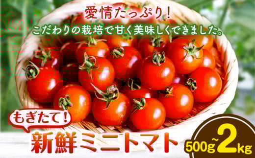 ミニトマト 選べる 内容量 500g 1kg 2kg 出原農園 [1月上旬-5月末頃出荷] 岡山県 矢掛町 野菜 ミニトマト もぎたて 新鮮 st-p