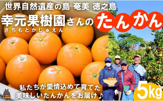 2001≪先行予約≫幸元（さちもと）果樹園さんのこだわりのたんかん（5kg） ( タンカン 果物 フルーツ 柑橘 みかん 鹿児島 奄美 徳之島 美味しい 旬 果肉 )