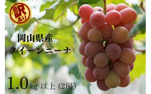 KGF-18.岡山県産 【訳あり】 　クイーンニーナ1.0kg以上　2房　産地直送　朝採れ