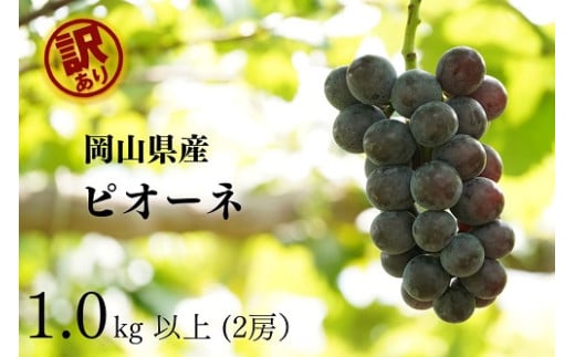 KGF-17.岡山県産 【訳あり】 　ピオーネ1.0kg以上　2房　産地直送　朝採れ