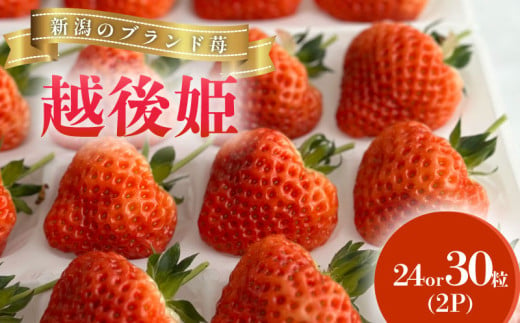 いちご 越後姫 3L～2L 24粒 30粒 採れたて 苺 イチゴ 新潟県 新発田市 えちごひめ 朝どれ 大きい 甘い 生産者直送 農家 直送 数量限定 季節限定 期間限定 advan001