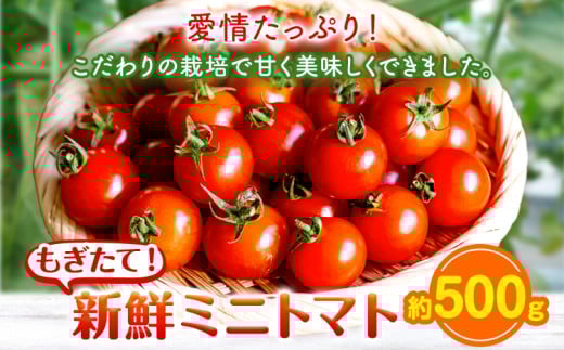 ミニトマト 約500g 出原農園 《1月上旬-5月末頃出荷》 岡山県 矢掛町 野菜 ミニトマト もぎたて 新鮮 st-p