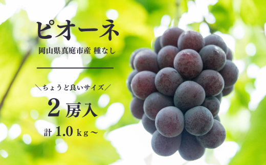 KF-B005【きよとうファーム】種なしピオーネ 2房入り/約1kg (岡山県産) 339669 - 岡山県真庭市
