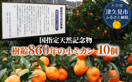 【先行予約】国指定天然記念物 尾崎小ミカン先祖木の小ミカン10個 みかん オレンジ 蜜柑 大分県産 九州産 津久見市 国産 572747 - 大分県津久見市