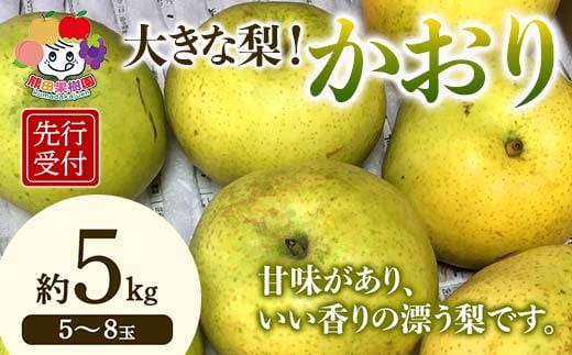 ＜先行予約＞大きな梨 かおり 約5kg（5～8玉） 梨 なし ナシ 梨 デザート フルーツ 果物 くだもの 果実 食品 F23R-941 642512 - 福島県白河市