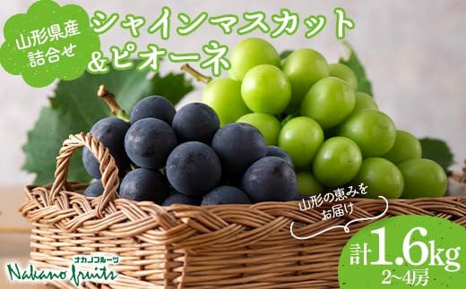 【仲野観光果樹園】≪2025年先行予約≫贈答用 山形県産 シャインマスカット ピオーネ 詰合せ 1.6kg（2～4房） 秀品 2025年8月下旬から順次発送 F2Y-6126 1975016 - 山形県山形県庁