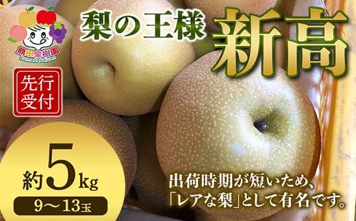 ＜先行予約＞梨の王様 新高 約5kg（9～13玉） 梨 なし ナシ 梨 デザート フルーツ 果物 くだもの 果実 食品 F23R-942 642515 - 福島県白河市