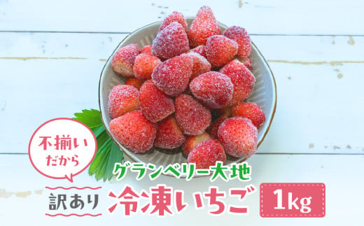 [訳あり]冷凍いちご 1kg いちごイチゴ 苺 冷凍 シェイク スムージー 冷たい グランベリー大地 茨城県 常総市