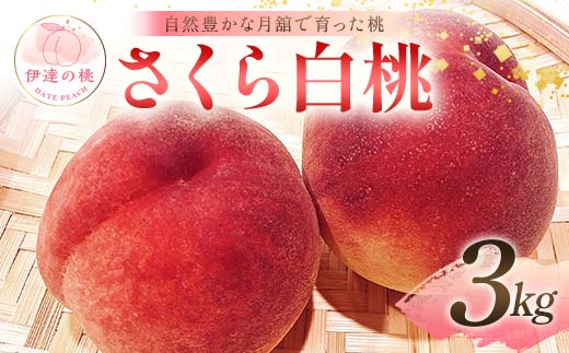 自然豊かな月舘で育った桃 さくら白桃3kg（8～12玉） 桃 もも モモ 果物 くだもの フルーツ 名産品 国産 食品 F21C-063 1996760 - 福島県伊達市