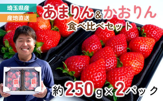 あまりん・かおりん 食べ比べセット 2パック 約500g (あまりん 約250g/パック 9～15粒・ かおりん 約250g/パック  9～15粒) | いちご イチゴ 苺 埼玉県オリジナル品種 大粒 甘い おいしい 美味しい 新鮮 季節限定 期間限定 限定 糖度が高い 甘み 果実 フルーツ ギフト 贈り物 贈答 フルーツギフト 国産 旬の果物 果物 産地直送 solfarm 埼玉県 東松山市