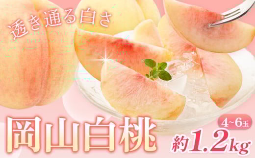 【2026年先行予約】桃 岡山白桃 約1.2kg 4-6玉 株式会社藍《2026年7月中旬-7月末頃出荷》 岡山県 浅口市 岡山県産 もも フルーツ 果物 くだもの 白桃 送料無料