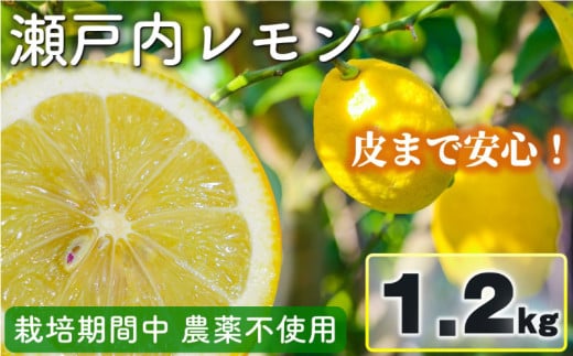 瀬戸内レモン 1.2kg レモン れもん 檸檬 レモン果汁 酸味 果物 ビタミン 健康 フルーツ 柑橘 農家直送 産地直送 数量限定 国産 愛媛 松山 レモン レモンサワー ジュース チューハイ 果物 くだもの 果実 フルーツ 有名 愛媛 愛媛県産 瀬戸内 ビタミン れもん デザート スイーツ 人気 おすすめ