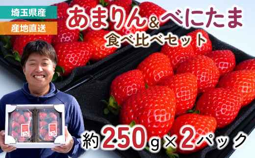 あまりん・べにたま 食べ比べセット 2パック 約500g (あまりん 約250g/パック 9～15粒・ べにたま 約250g/パック 9～15粒) | いちご イチゴ 苺 埼玉県オリジナル品種 大粒 甘い おいしい 美味しい 新鮮 季節限定 期間限定 限定 糖度が高い 甘み 甘さ 果実 フルーツ ギフト 贈り物 贈答 フルーツギフト 国産 旬の果物 果物 産地直送 solfarm 埼玉県 東松山市