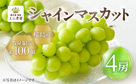 【2025年先行予約】【桜島産】シャインマスカット 4房　K260-001_04 2196536 - 鹿児島県鹿児島市