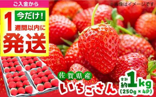 いちご様専用 （いちご様専用♪ （Fran❁様専用ページ （イチゴ