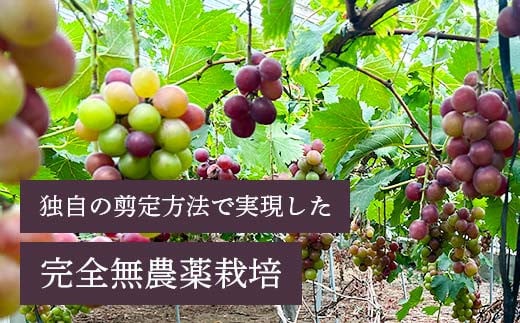 山口県山陽小野田市のふるさと納税 【先行予約・8月下旬以降順次発送】 【農薬・化学肥料不使用】ぶどうの粒 無選別（200g) フルーツ ぶどう 葡萄 ブドウ ピオーネ 有機 無農薬 山口県 山陽小野田市 ふるさと納税 F6L-1080