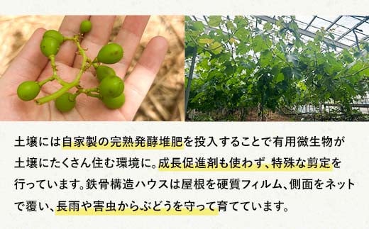 山口県山陽小野田市のふるさと納税 【先行予約・8月下旬以降順次発送】 【農薬・化学肥料不使用】ぶどうの粒 無選別（200g) フルーツ ぶどう 葡萄 ブドウ ピオーネ 有機 無農薬 山口県 山陽小野田市 ふるさと納税 F6L-1080