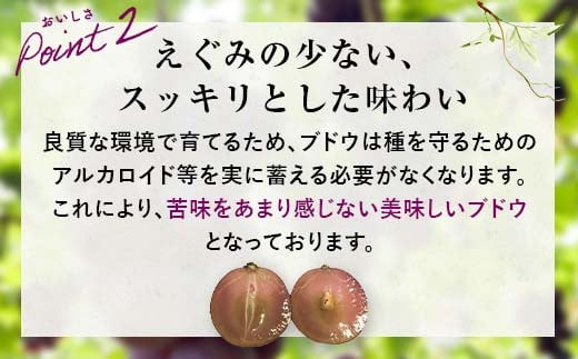 山口県山陽小野田市のふるさと納税 【先行予約・8月下旬以降順次発送】 【農薬・化学肥料不使用】ぶどうの粒 無選別（200g) フルーツ ぶどう 葡萄 ブドウ ピオーネ 有機 無農薬 山口県 山陽小野田市 ふるさと納税 F6L-1080