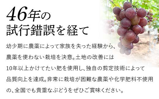 山口県山陽小野田市のふるさと納税 【先行予約・8月下旬以降順次発送】 【農薬・化学肥料不使用】ぶどうの粒 無選別（200g) フルーツ ぶどう 葡萄 ブドウ ピオーネ 有機 無農薬 山口県 山陽小野田市 ふるさと納税 F6L-1080