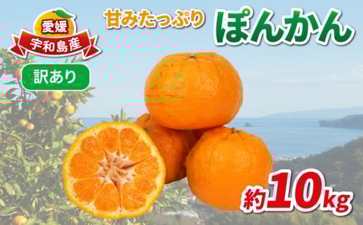 訳あり ポンカン 約10kg 協徳ガーデン 先行予約 予約受付 訳アリ わけあり ぽんかん 甘い 濃厚 ジューシー 果物 くだもの フルーツ 柑橘 みかん mikan 宇和島みかん 愛媛蜜柑 愛媛ミカン ミカン 蜜柑 農家直送 産地直送 数量限定 国産 愛媛 宇和島 B010-178005 2137752 - 愛媛県宇和島市