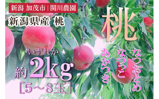 【2025年先行予約】新潟県産 桃 約2㎏（5～8玉）もも ピーチ 果物 フルーツギフト 夏の味覚 加茂市 関川農園