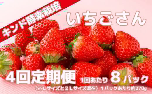 [定期便][全4回][キンド酵素栽培]いちごさん(8パック×4回)