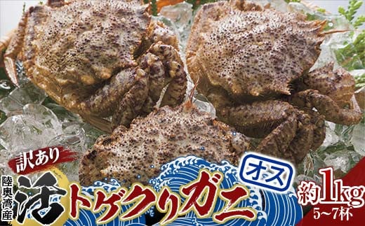 《訳あり》青森県 陸奥湾産 活トゲクリガニ(オス) 約1kg (5～7杯) 【琉宝丸】 漁師直送 かに カニ 蟹 魚介 青森 青森県 東北 むつ湾 F21J-235